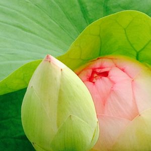 Lotus　Flower